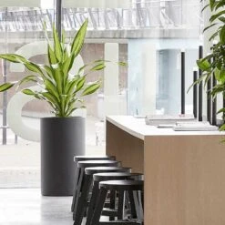 Solid Cylinder Planter - Dark Grey -Indoor Plants Solid Cylinder Planter Dark Grey 3