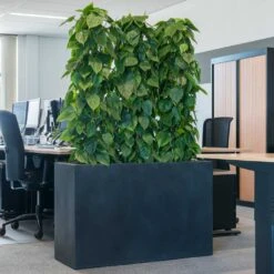 Solid Rectangle Planter - Dark Grey -Indoor Plants Solid Rectangle Planter Dark Grey 1