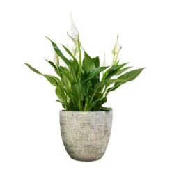 Spathiphyllum Bellini - Peace Lily -Indoor Plants Spathiphyllum Bellini Peace Lily 13x40cm Anne Plant Pot White Earth 16x15cm
