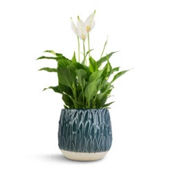 Arles Leaf Plant Pot - Teal -Indoor Plants Spathiphyllum Bellini Peace Lily 13x40cm Arles Leaf Plant Pot Teal 17x17cm