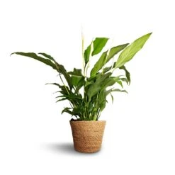 Spathiphyllum Bellini - Peace Lily -Indoor Plants Spathiphyllum Bellini Peace Lily 13x40cm Igmar Plant Basket Natural 15x12cm e38284c0 312d 4468 9b9c f46982abe0d9