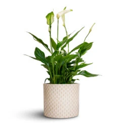 Lazzaro Plant Pot - Taupe Garland 11 Lazzaro Plant Pot - Taupe Garland -Indoor Plants Spathiphyllum Bellini Peace Lily 13x40cm Lazzaro Plant Pot Taupe Garland 15x13cm