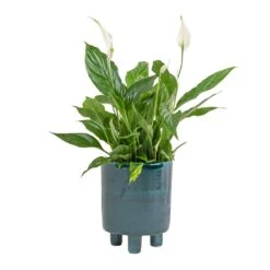 Pisa Plant Pot - Emerald 11 Pisa Plant Pot - Emerald -Indoor Plants Spathiphyllum Bellini Peace Lily 13x40cm Pisa Plant Pot Emerald 20x24cm