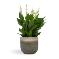 Tarra Plant Pot - Forest -Indoor Plants Spathiphyllum Bellini Peace Lily 13x40cm Tarra Plant Pot Forest 17x15cm 43fc3f9c 184e 40fa bf70 d5c4f236e2e4