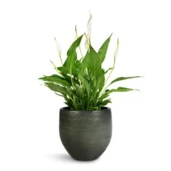 Zembla Plant Pot - Green -Indoor Plants Spathiphyllum Bellini Peace Lily 13x40cm Zembla Plant Pot Green 18x16cm 3175bab0 62da 4bf6 aaed 4d8b395e9c97
