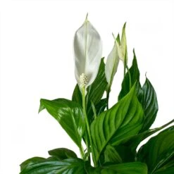 Spathiphyllum Bellini - Peace Lily -Indoor Plants Spathiphyllum Bellini Peace Lily Leaves