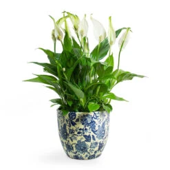 Spathiphyllum Bellini - Peace Lily