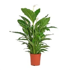 Spathiphyllum Sebastiano - Peace Lily 7 Spathiphyllum Sebastiano - Peace Lily -Indoor Plants Spathiphyllum Sebastiano Peace Lily