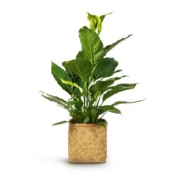 Kobe Bamboo Planter -Indoor Plants Spathiphyllum Sebastiano Peace Lily 24x110cm Kobe Bamboo Planter 30x30x31cm 9994420a 7b7b 4587 a7cf b997cd5af6a4