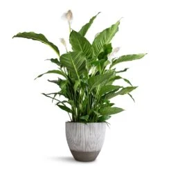 Jesslyn Plant Pot - Ridged White Stripe 11 Jesslyn Plant Pot - Ridged White Stripe -Indoor Plants Spathiphyllum Sebastiano Peace Lily Jesslyn Plant Pot Ridged White Stripe 33x29cm e3f81adf 6919 4ddb 92da 4cf742350034