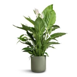 Spathiphyllum Sebastiano - Peace Lily 8 Spathiphyllum Sebastiano - Peace Lily -Indoor Plants Spathiphyllum Sebastiano Peace Lily Lisbon Plant Pot Sage 26x26cm