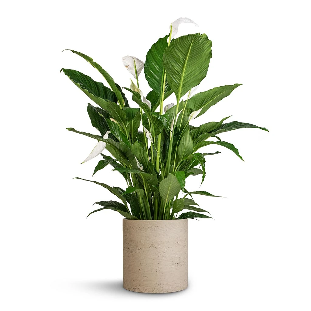 Spathiphyllum Sebastiano - Peace Lily 2 Spathiphyllum Sebastiano - Peace Lily - Image 2