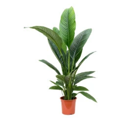 Spathiphyllum Sensation - Peace Lily 14 Spathiphyllum Sensation - Peace Lily -Indoor Plants Spathiphyllum Sensation Peace Lily