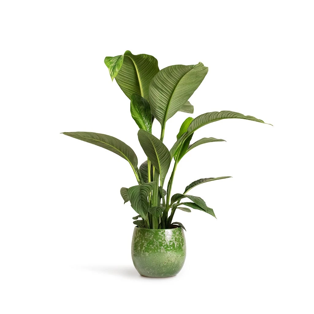 Spathiphyllum Sensation - Peace Lily 9 Spathiphyllum Sensation - Peace Lily - Image 9