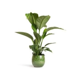 Aimee Plant Pot - Pear -Indoor Plants Spathiphyllum Sensation Peace Lily 24x110cm Aimee Plant Pot Pear 33x28cm 984466bd b8dc 401a 94e1 3af83a1e6d91