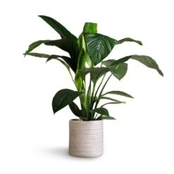 Spathiphyllum Sensation - Peace Lily 22 Spathiphyllum Sensation - Peace Lily -Indoor Plants Spathiphyllum Sensation Peace Lily 24x110cm Angle Cylinder Plant Pot White 30x30cm 1 9fd008d8 7d02 4382 9f00 81e558f24d8f