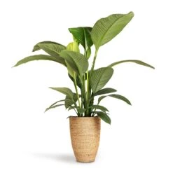 Ben Plant Pot - Straw Grass 15 Ben Plant Pot - Straw Grass -Indoor Plants Spathiphyllum Sensation Peace Lily 24x110cm Ben Plant Pot Straw Grass 30x41cm 5f0fdcae 3f42 4b6b 956e fd7ac8aac95b
