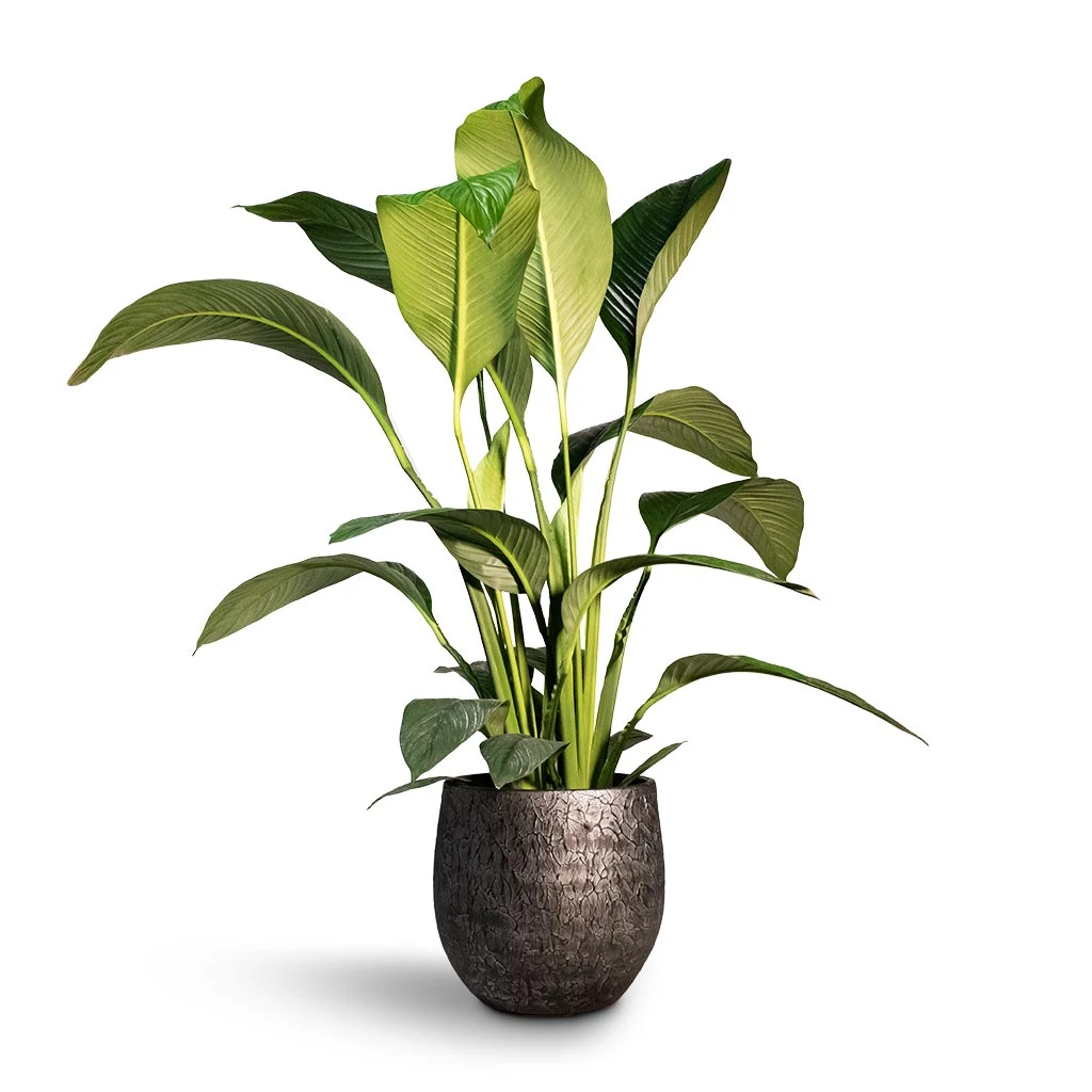 Spathiphyllum Sensation - Peace Lily 10 Spathiphyllum Sensation - Peace Lily - Image 10