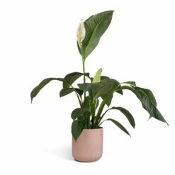 Spathiphyllum Sensation - Peace Lily 19 Spathiphyllum Sensation - Peace Lily -Indoor Plants Spathiphyllum Sensation Peace Lily 24x120cm Lisbon Plant Pot Pink Clay 26x26cm 8c063182 6057 409c 87e7 9541ed1be840