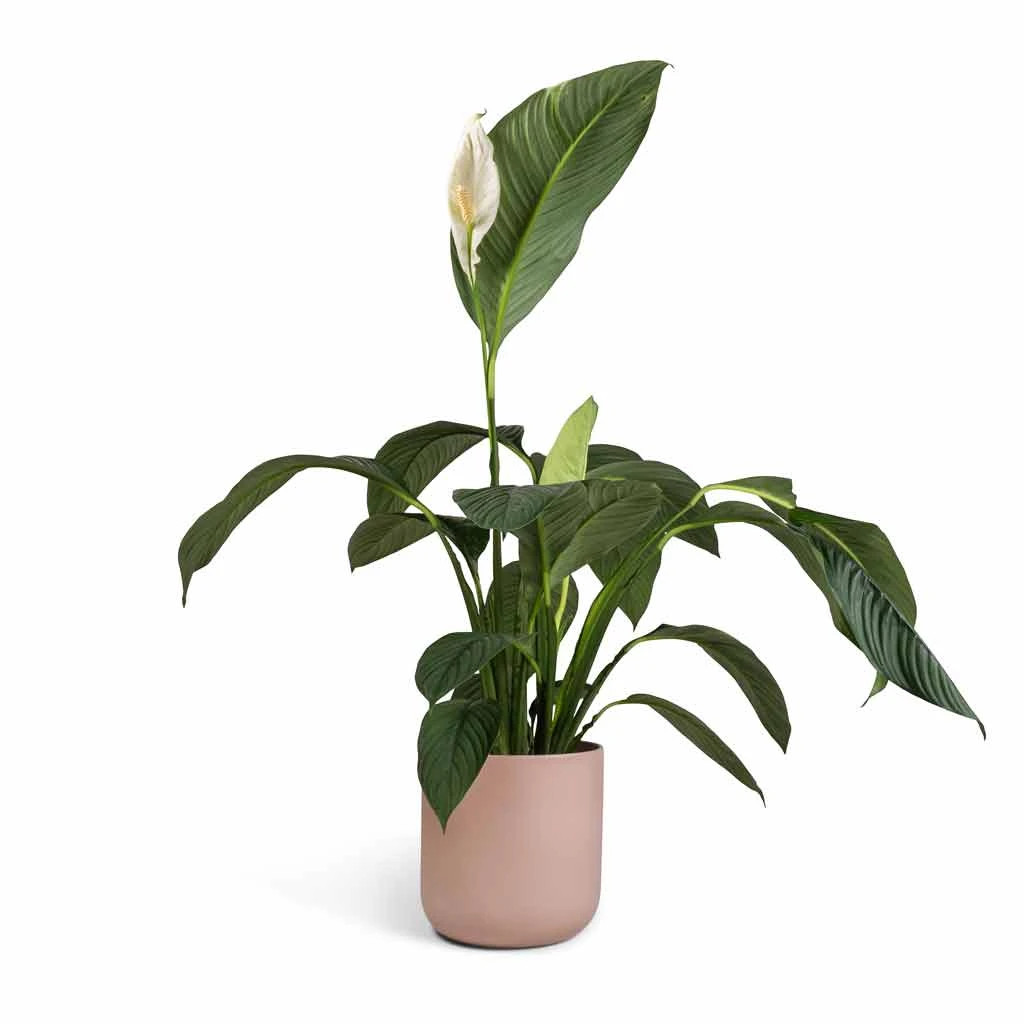 Spathiphyllum Sensation - Peace Lily 8 Spathiphyllum Sensation - Peace Lily - Image 8
