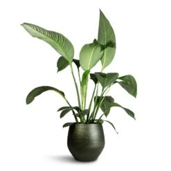 Noor Plant Pot - Velvet Green -Indoor Plants Spathiphyllum Sensation Peace Lily 24x120cm Noor Plant Pot Velvet Green 36x36cm af25956f 6811 45f4 8918 40fcc990cdb6