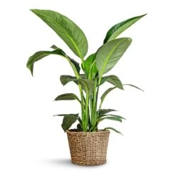 Spathiphyllum Sensation - Peace Lily 17 Spathiphyllum Sensation - Peace Lily -Indoor Plants Spathiphyllum Sensation Peace Lily 24x120cm Sally Wikr Plant Basket Natural 41x29cm