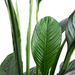 Spathiphyllum Sensation - Peace Lily 16 Spathiphyllum Sensation - Peace Lily -Indoor Plants Spathiphyllum Sensation Peace Lily SWATCH 2