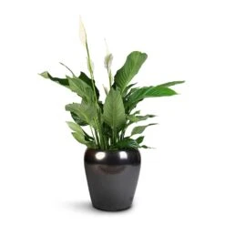 Indoor Plants -Indoor Plants Spathiphyllum Sweet Lauretta Peace Lily 24x90cm Amora Plant Pot Black Gold 32x32cm 166b8264 1531 4163 9731 a1cc350e417d