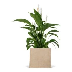 Raindrop Cube Planter - Stone -Indoor Plants Spathiphyllum Sweet Lauretta Peace Lily 24x90cm Raindrop Cube Planter Stone 30x30x27cm 9676e8c7 85ca 4e31 9f7c dbced749a172