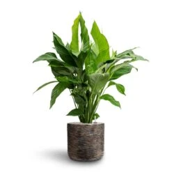 Luxe Lite Wrinkle Cylinder Planter - Bronze -Indoor Plants Spathiphyllum Sweet Lauretta Peace Lily Hydroculture Luxe Lite Wrinkle Cylinder Planter Bronze