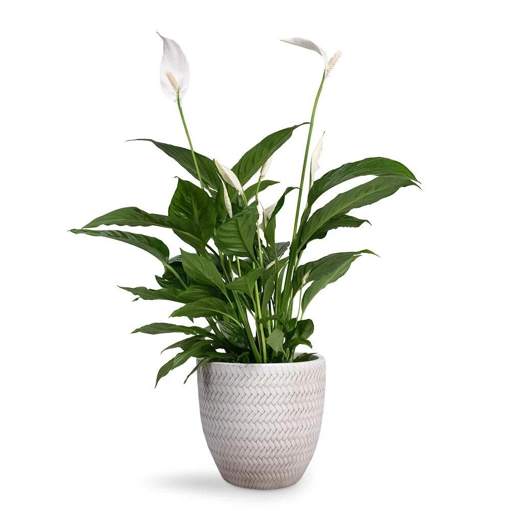 Spathiphyllum Vivaldi - Peace Lily 5 Spathiphyllum Vivaldi - Peace Lily - Image 5