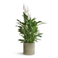 Azalea Ribbed Plant Pot - Speckled Green Stone 14 Azalea Ribbed Plant Pot - Speckled Green Stone -Indoor Plants Spathiphyllum Vivaldi Peace Lily 17x70cm Azalea Ribbed Plant Pot Speckled Green Stone 20x20cm