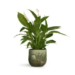 Spathiphyllum Vivaldi - Peace Lily 13 Spathiphyllum Vivaldi - Peace Lily -Indoor Plants Spathiphyllum Vivaldi Peace Lily 17x70cm Moon Plant Pot Jungle 23x20cm 14987519 ba88 43dd 8c31 f2c799d92dbd