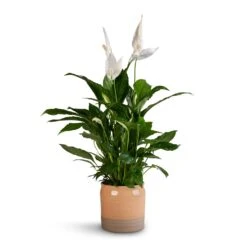 Puro Ripple Plant Pot - Peach -Indoor Plants Spathiphyllum Vivaldi Peace Lily 17x70cm Puro Ripple Plant Pot Peach 21x19cm