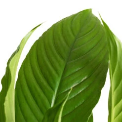 Spathiphyllum Vivaldi - Peace Lily 15 Spathiphyllum Vivaldi - Peace Lily -Indoor Plants Spathiphyllum Vivaldi Peace Lily 2