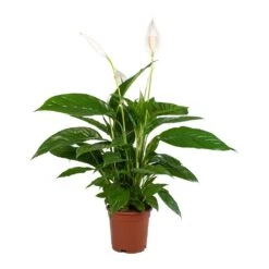 Spathiphyllum Vivaldi - Peace Lily 12 Spathiphyllum Vivaldi - Peace Lily -Indoor Plants Spathiphyllum Vivaldi Peace Lily