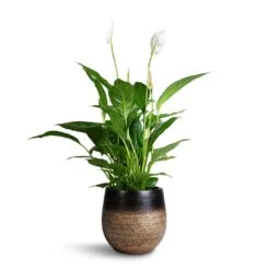 Mya Plant Pot - Deep Champagne 20 Mya Plant Pot - Deep Champagne -Indoor Plants Spathuphyllum Vivaldi Peace Lilly 17x70cm Mya Plant Pot Deep Champagne 22x20cm 19b64121 cf7f 4fd1 ba41 a9d0bed2a136