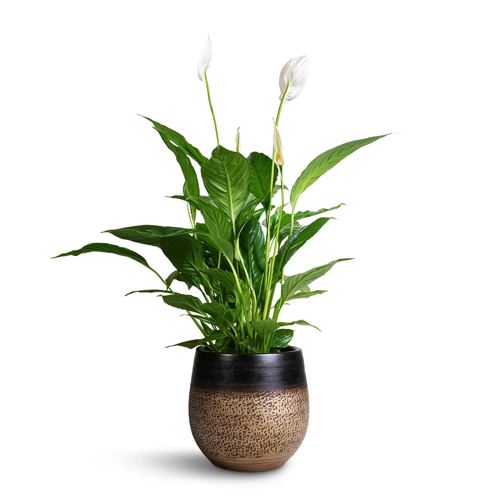 Mya Plant Pot - Deep Champagne 6 Mya Plant Pot - Deep Champagne - Image 6