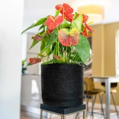 Stefan Plant Baskets - Set Of 3 - Black -Indoor Plants Stefan Plant Basket Black Houseplant