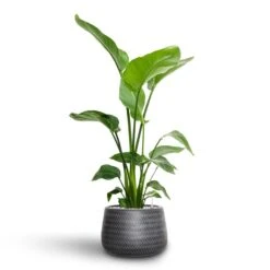 Angle Darcy Plant Pot - Anthracite -Indoor Plants Strelitzia nicolai Bird of Paradise Hydroculture 21 19 x 85cm Angle Darcy Plant Pot Anthracite 34.5 x 24cm 9a004881 fbc1 411f 9b13 c3a6f0e8e05d