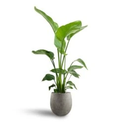 Grigio Balloon Plant Pot - Natural Concrete -Indoor Plants Strelitzia nicolai Bird of Paradise Hydroculture 21 19 x 85cm Grigio Balloon Plant Pot Natural Concrete 30 x 30cm 5ec60632 445d 4e4d ae9d 2458275d2b3a