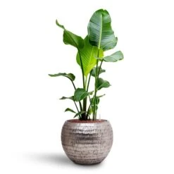 Opus Hammered Globe Planter - Silver -Indoor Plants Strelitzia nicolai Bird of Paradise Hydroculture 22 19 x 105cm Opus Hammered Globe Planter Silver 40 x 32cm