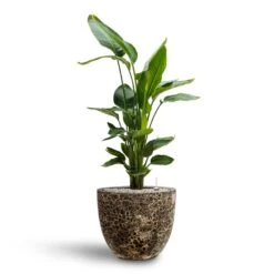 Lava Couple Relic Planter - Black -Indoor Plants Strelitzia nicolai Bird of Paradise Hydroculture 26 25 x 140cm Lava Couple Relic Planter Black 37 x 34cm 7913072b 904a 4688 8948 346b2115b336
