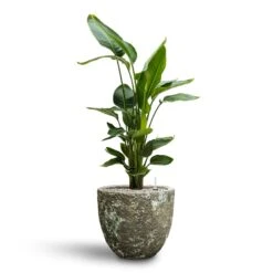 Lava Couple Relic Planter - Jade -Indoor Plants Strelitzia nicolai Bird of Paradise Hydroculture 26 25 x 140cm Lava Couple Relic Planter Jade 36 x 34cm d1d9c603 661e 46a4 877e 4453f9ec3597