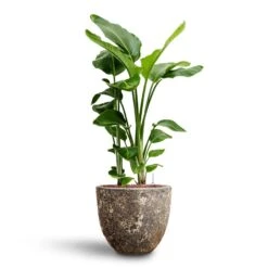 Lava Couple Relic Planter - Rust -Indoor Plants Strelitzia nicolai Bird of Paradise Hydroculture 26 25 x 140cm Lava Couple Relic Planter Rust 37 x 34cm 89883b79 a2f4 49e0 9560 41a3390baa99