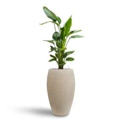 Raindrop Tall Balloon Planter - Stone -Indoor Plants Strelitzia nicolai Bird of Paradise Hydroculture 26 25 x 140cm Raindrop Tall Balloon Planter Stone 37 x 60cm 006ff816 0692 4d8c b25b 5f61a9160b58