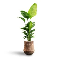 Polystone Coated Darcy Planter - Rock 13 Polystone Coated Darcy Planter - Rock -Indoor Plants Strelitzia nicolai Bird of Paradise Hydroculture Polystone Coated Darcy Planter Rock