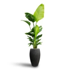 Raindrop Tall Balloon Planter - Anthracite -Indoor Plants Strelitzia nicolai Bird of Paradise Hydroculture Raindrop Tall Vase Planter Anthracite