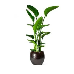 Kae Plant Pot - Mocha -Indoor Plants Strelitzia nicolai Bird of Paradise Kae Plant Pot Mocha