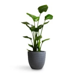 Angle Couple Plant Pot - Grey -Indoor Plants Strelitzia nicolai Giant White Bird of Paradise 21x85cm Angle Couple Plant Pot Grey 30x28cm